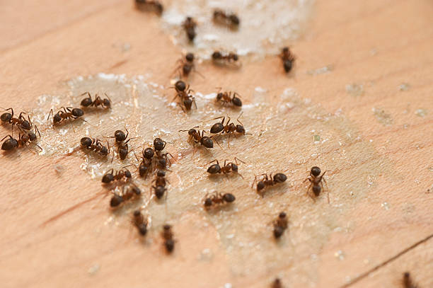 Best Insect Control  in Easton, CA